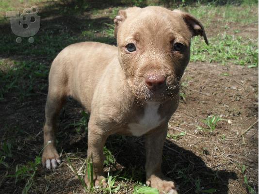 Kingsize Rednose Pitbull puppies